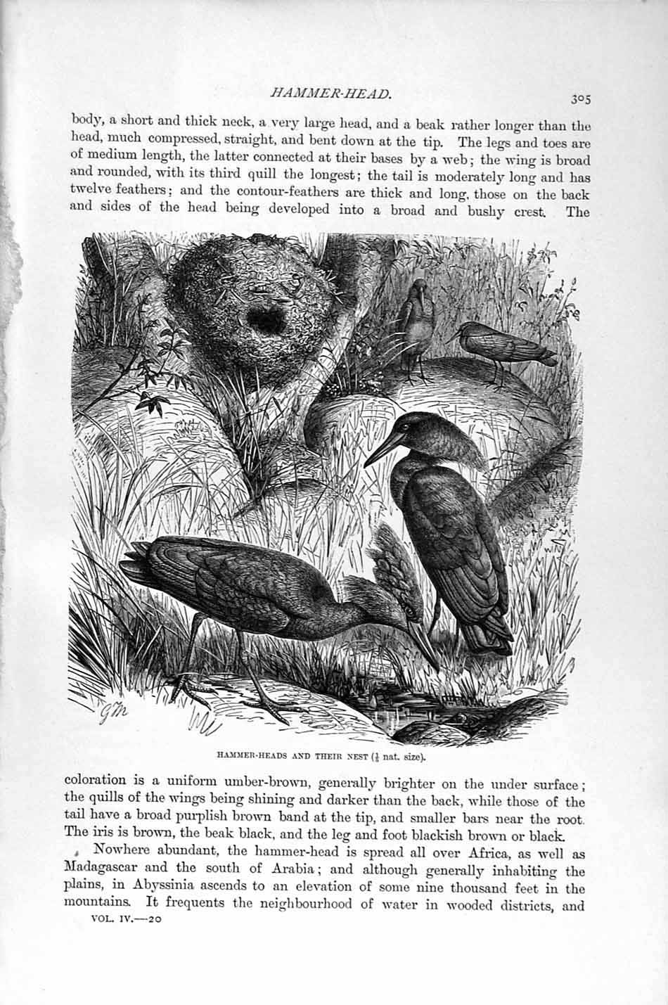 Original Old Antique Print Natural History 1895 Hammer-Head Birds Nest 19th