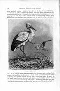 Original Old Antique Print Natural History 1895 White Stork Birds Victorian