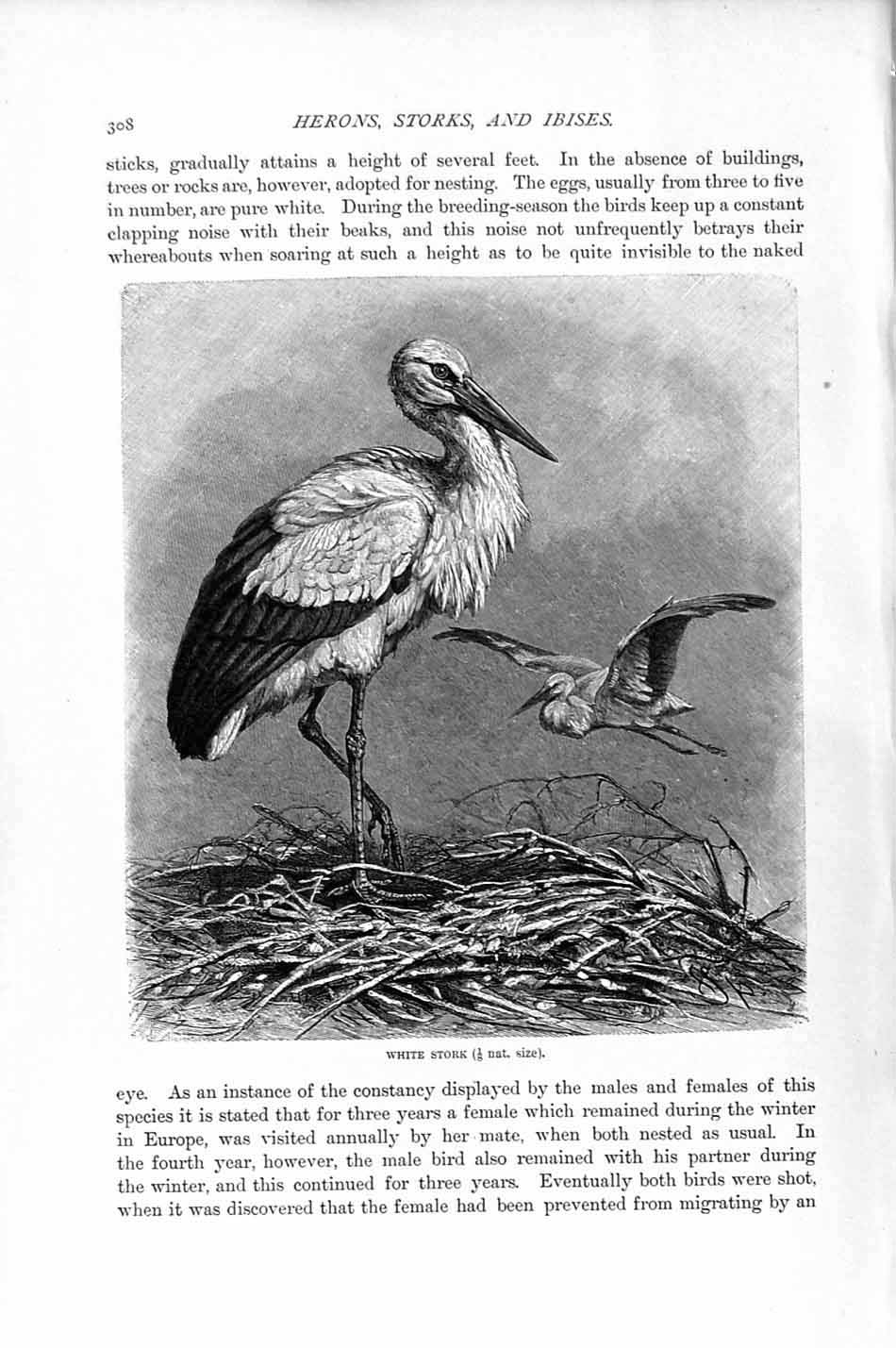 Original Old Antique Print Natural History 1895 White Stork Birds Victorian