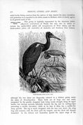 Original Old Antique Print White-Bellied Stork Bird Natural History 1895 19th