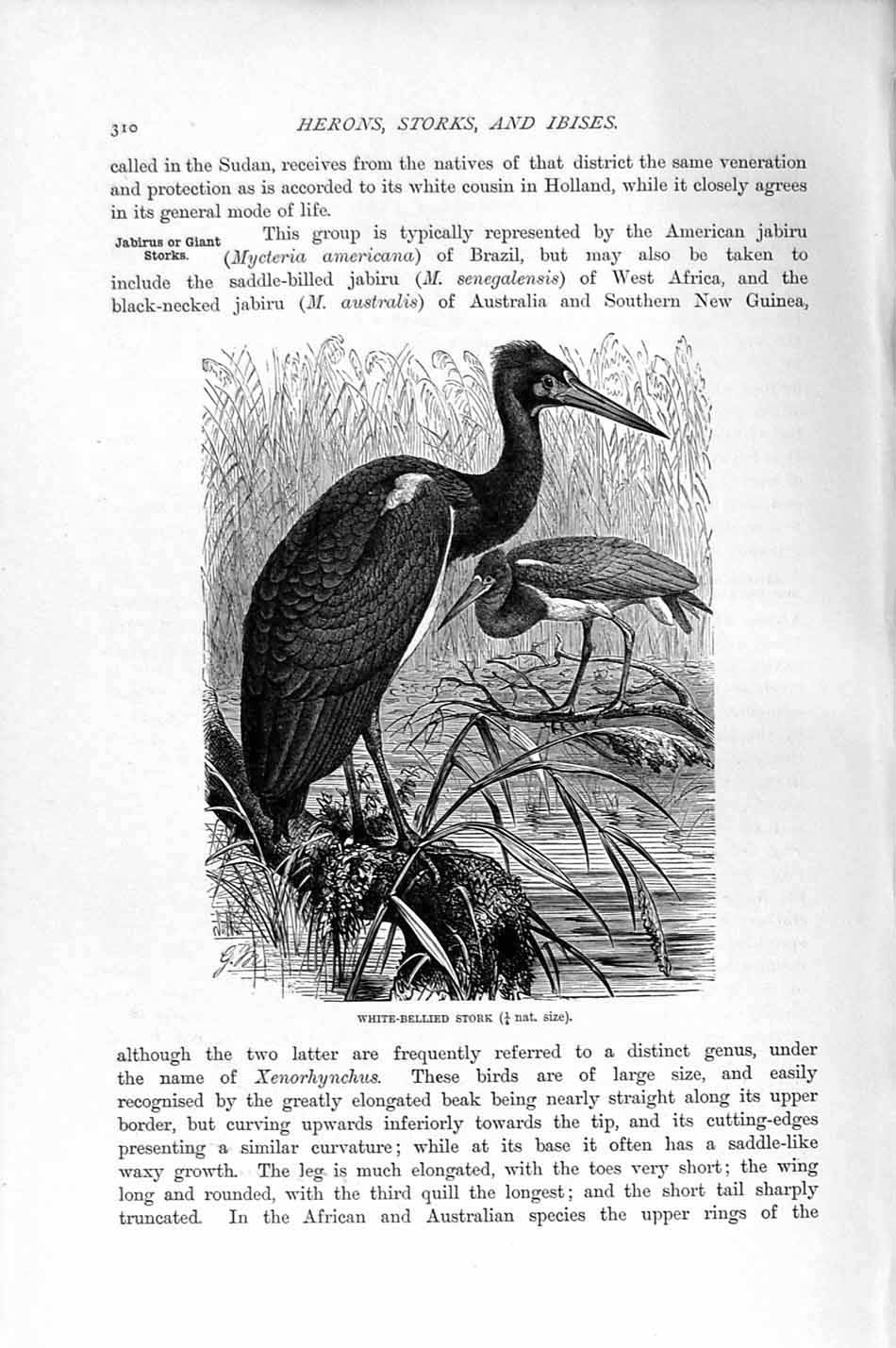 Original Old Antique Print White-Bellied Stork Bird Natural History 1895 19th