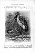 Original Old Antique Print African Adjutant Bird Natural History 1895 Victorian