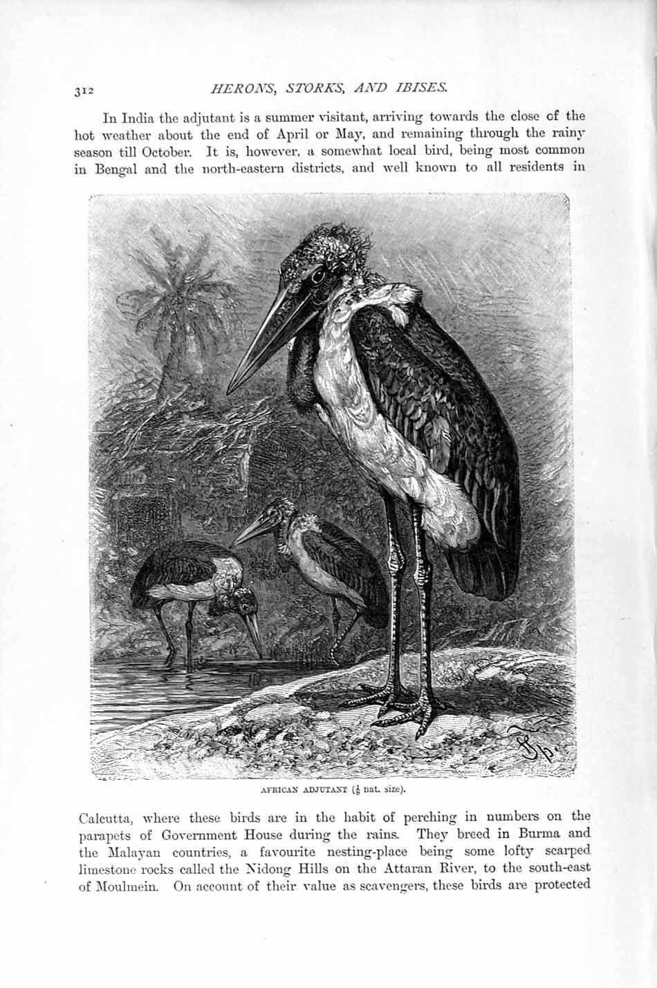 Original Old Antique Print African Adjutant Bird Natural History 1895 Victorian