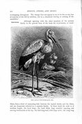 Original Old Antique Print Natural History 1895 African Wood Stork Bird 19th