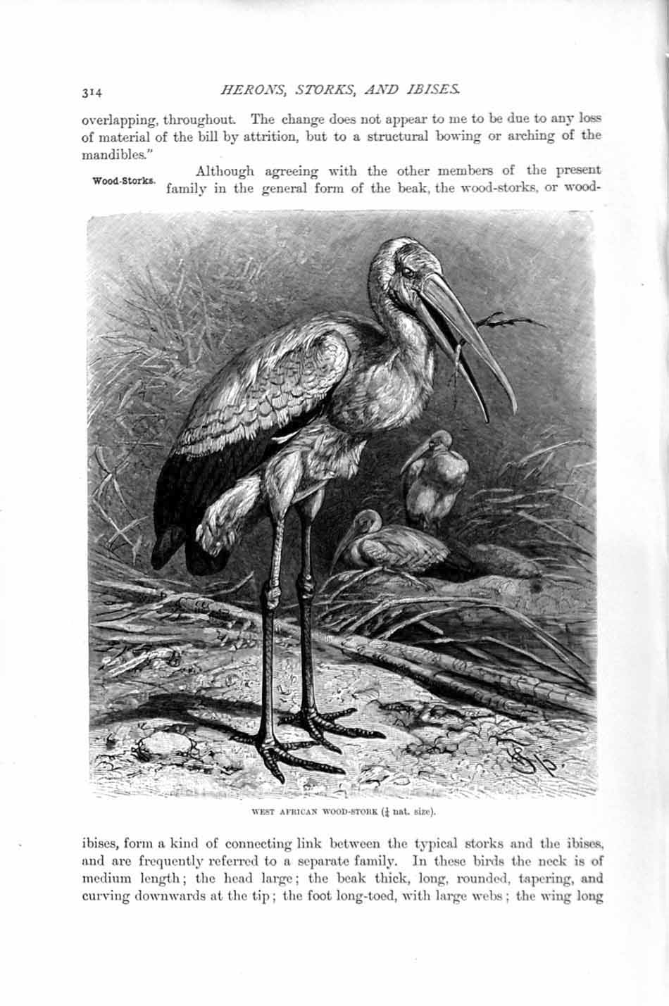 Original Old Antique Print Natural History 1895 African Wood Stork Bird 19th