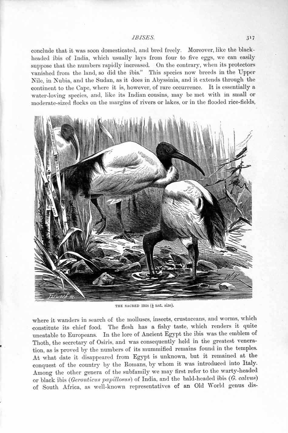 Old Antique Print Natural History 1895 Sacred Ibis Bird White Spoonbill 19th