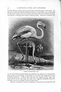 Original Old Antique Print Natural History 1895 European Flamingoes Birds 19th