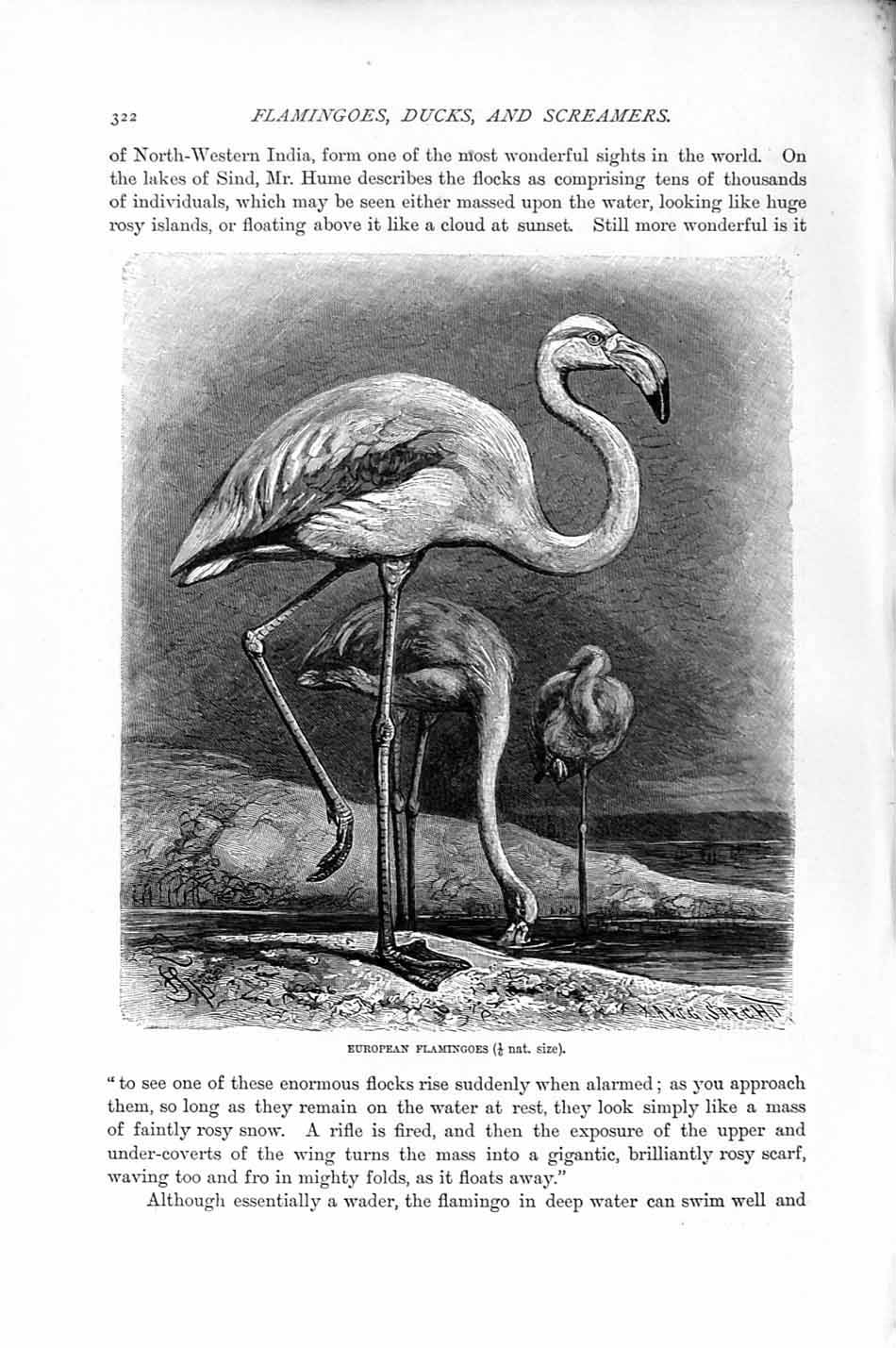 Original Old Antique Print Natural History 1895 European Flamingoes Birds 19th