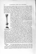 Original Old Antique Print Natural History 1895 View Cannon Bone Duck Bird 19th