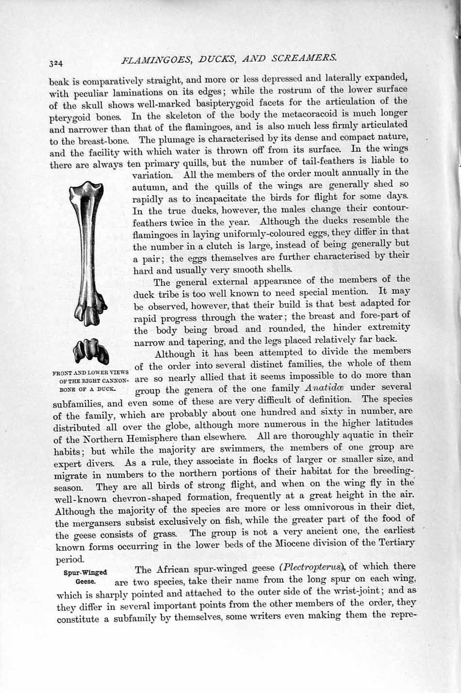 Original Old Antique Print Natural History 1895 View Cannon Bone Duck Bird 19th