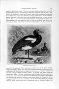 Original Old Antique Print Spur-Winged Goose Bird Natural History 1895 19th