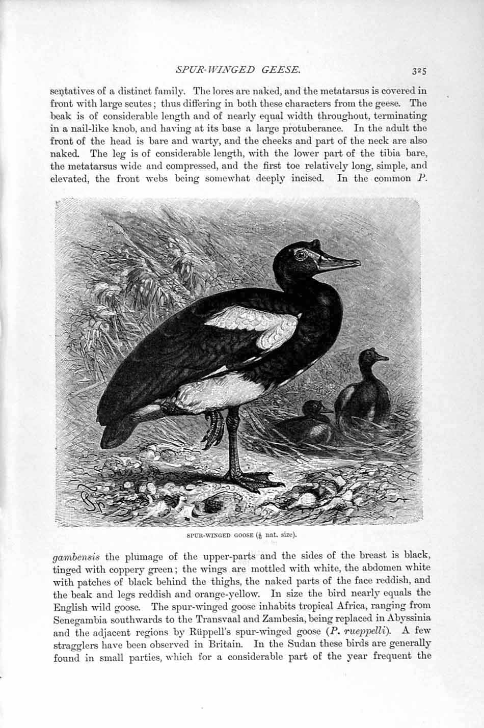 Original Old Antique Print Spur-Winged Goose Bird Natural History 1895 19th