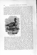 Original Old Antique Print White-Fronted Goose Bird Natural History 1895 19th