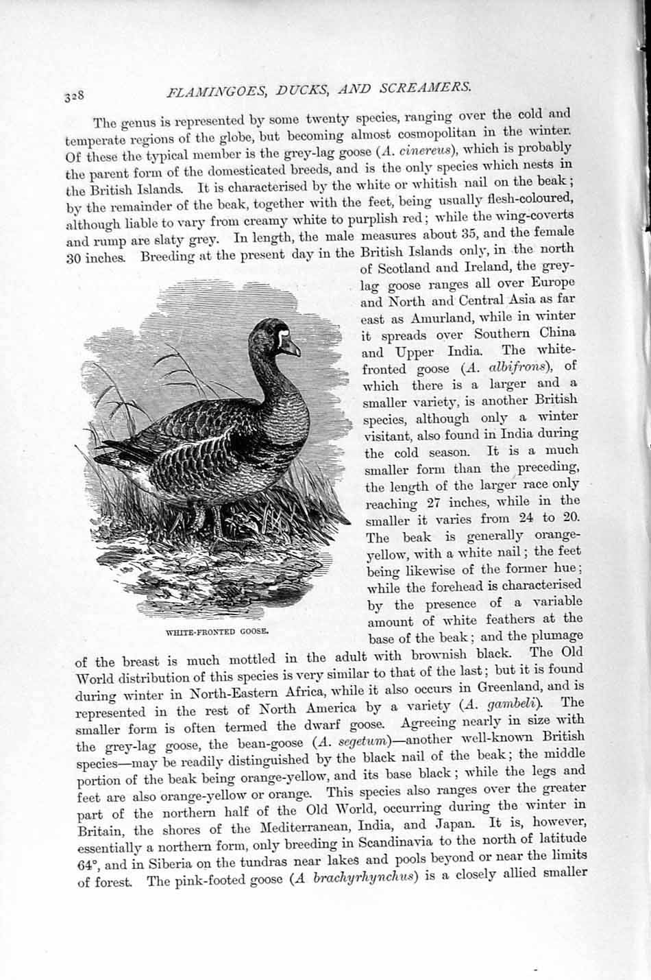 Original Old Antique Print White-Fronted Goose Bird Natural History 1895 19th