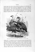 Original Old Antique Print Natural History 1895 Male Female Upland Geese Birds
