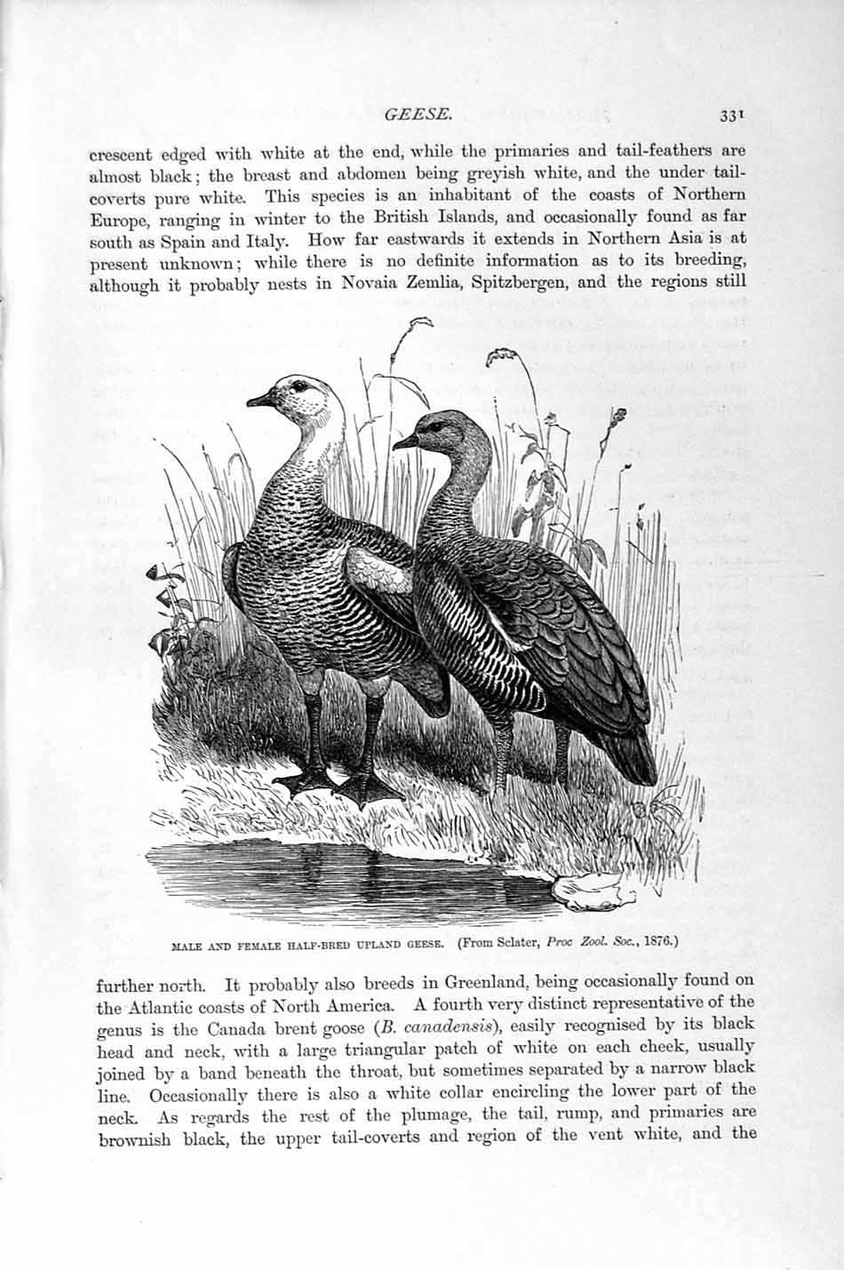 Original Old Antique Print Natural History 1895 Male Female Upland Geese Birds