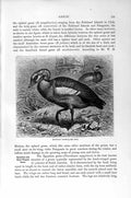Old Antique Print Natural History 1895 Egyptian Goose Bird American Knob 19th