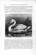 Original Old Antique Print Natural History 1895 Whistling Swan Bird Victorian