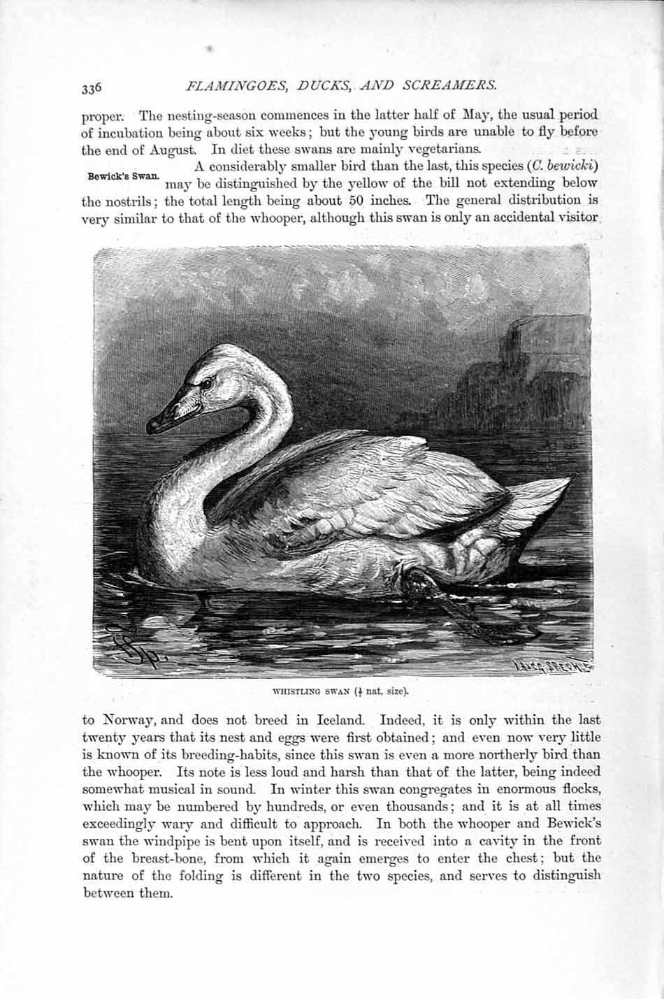 Original Old Antique Print Natural History 1895 Whistling Swan Bird Victorian