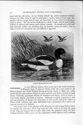 Original Old Antique Print Natural History 1895 Common Sheldrake Birds Ducks