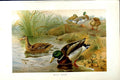 Original Old Antique Print Wild Ducks Birds Natural History 1895 Colour 19th