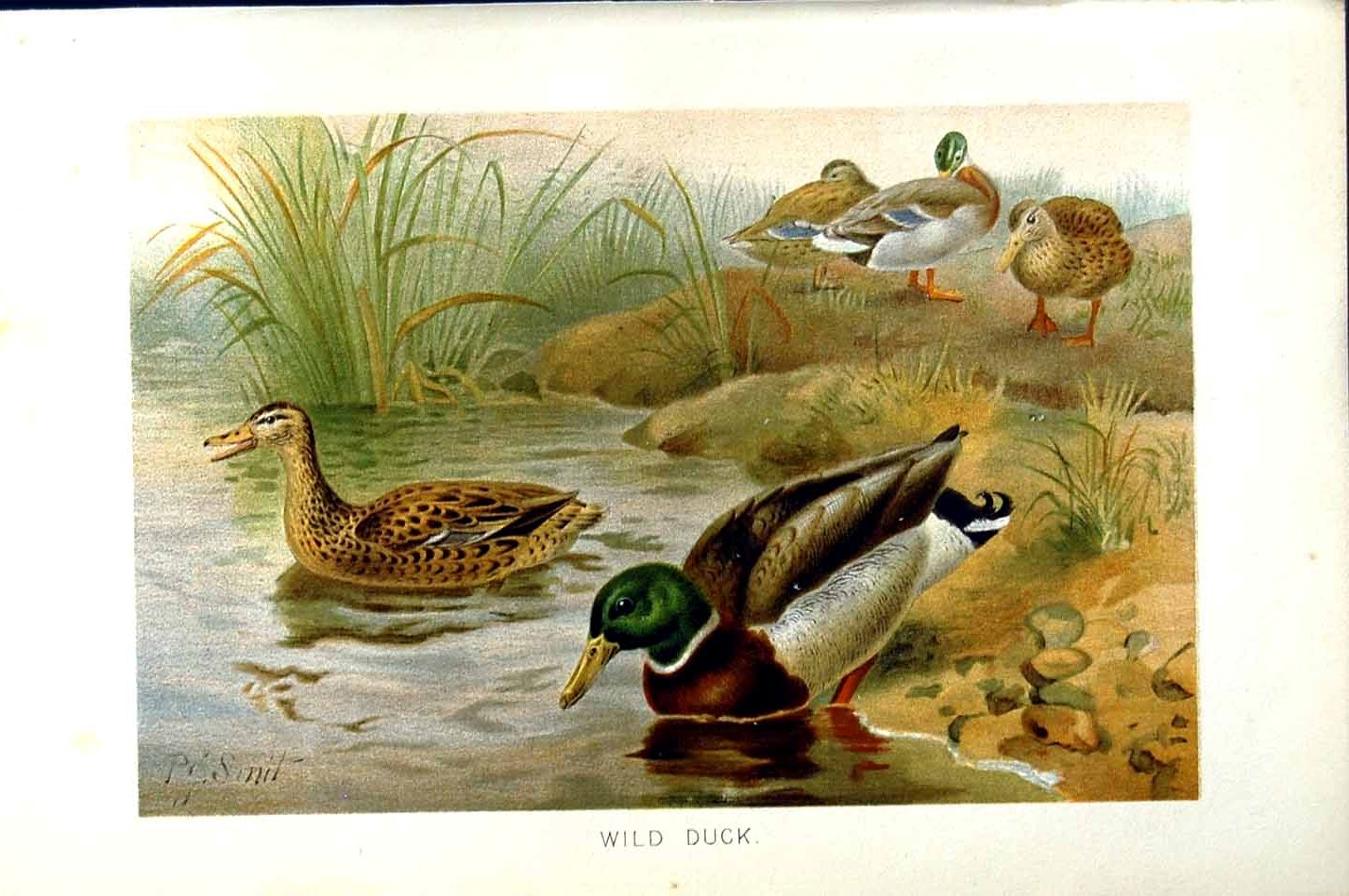 Original Old Antique Print Wild Ducks Birds Natural History 1895 Colour 19th
