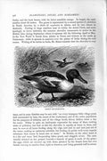 Original Old Antique Print Common Shoveller-Duck Bird Natural History 1895 19th