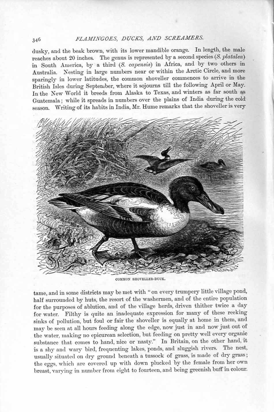 Original Old Antique Print Common Shoveller-Duck Bird Natural History 1895 19th