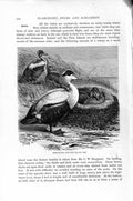 Original Old Antique Print Natural History 1895 Eider Ducks Nest Birds 19th