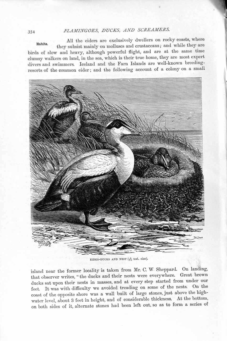 Original Old Antique Print Natural History 1895 Eider Ducks Nest Birds 19th