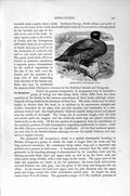 Original Old Antique Print Goosander Duck Bird Ferruginous Natural History 1895