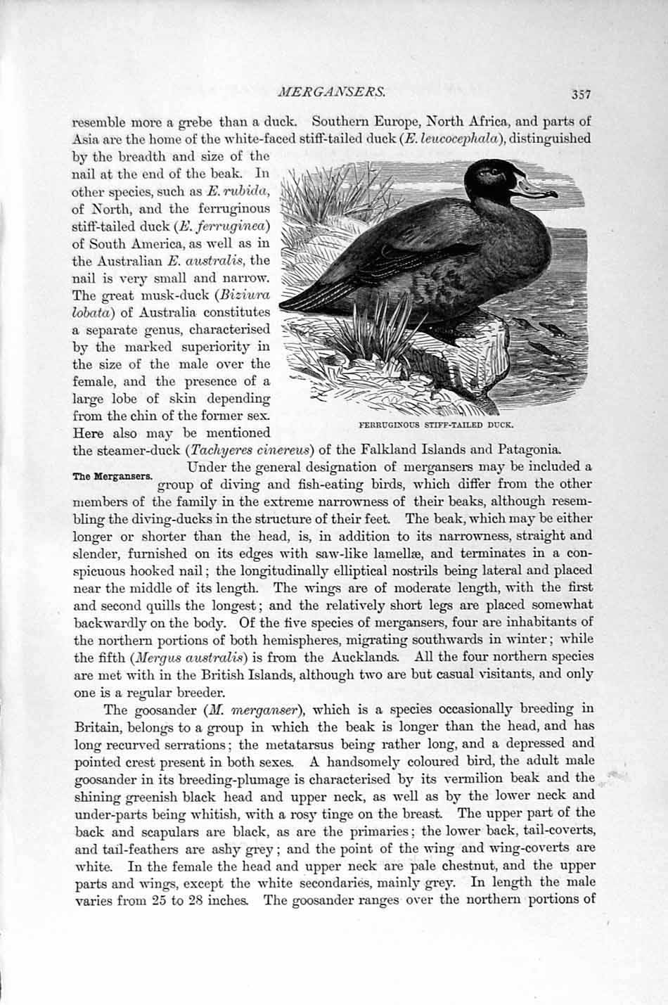 Original Old Antique Print Goosander Duck Bird Ferruginous Natural History 1895