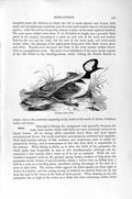 Original Old Antique Print Natural History 1895 Hooded Merganser Birds 19th