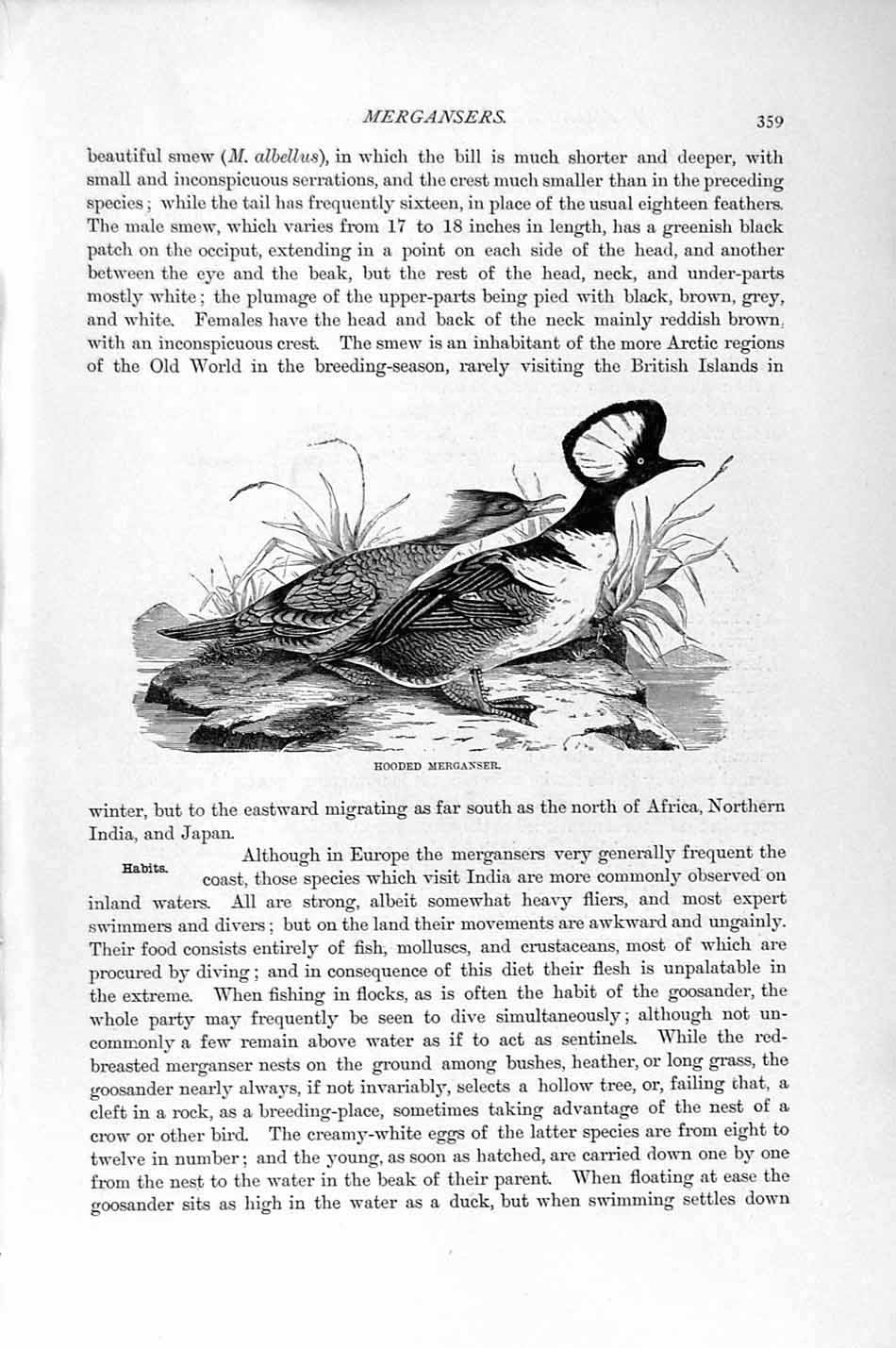 Original Old Antique Print Natural History 1895 Hooded Merganser Birds 19th