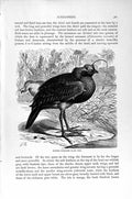 Original Old Antique Print Natural History 1895 Horned Screamer Bird Victorian