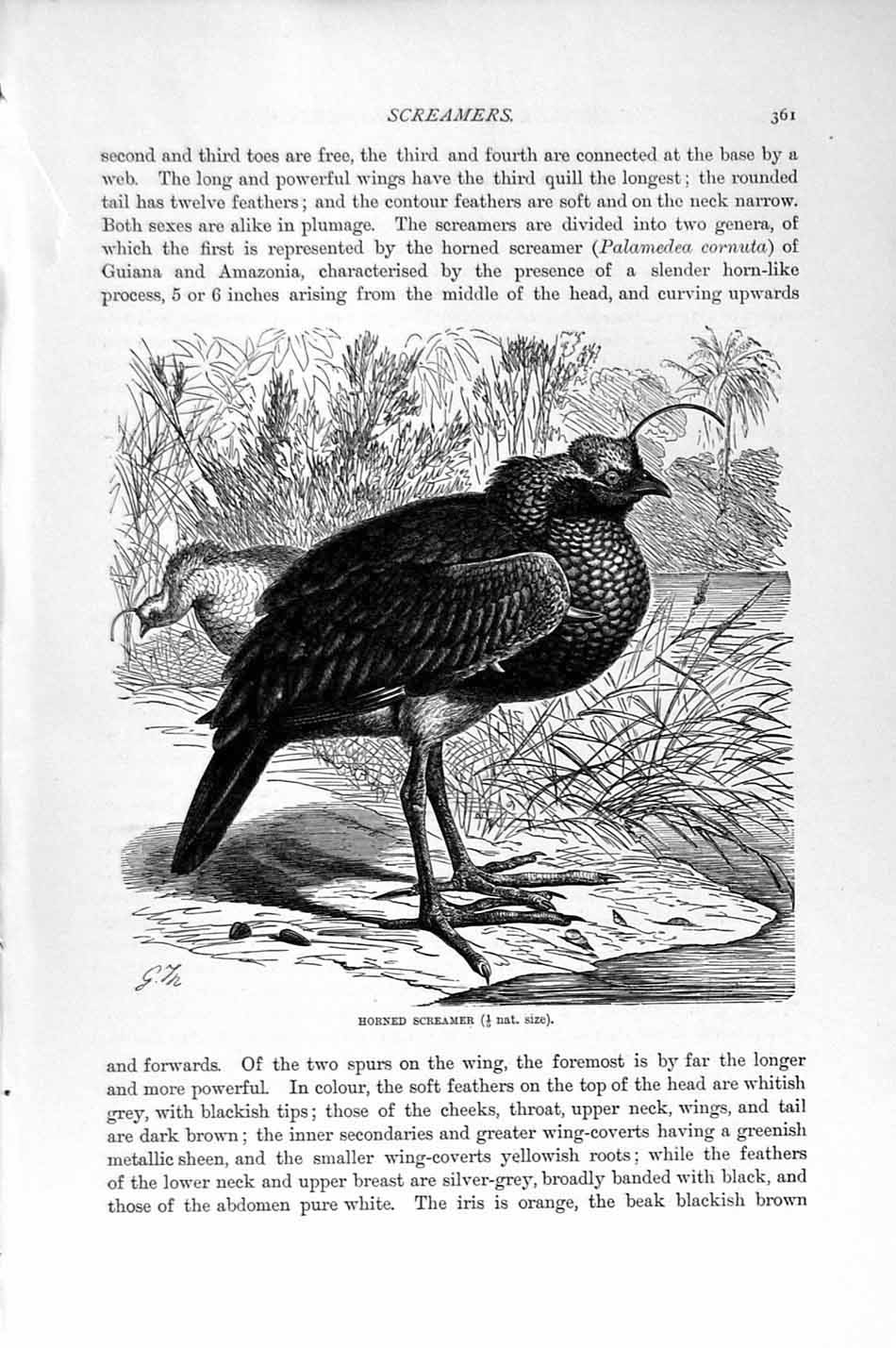 Original Old Antique Print Natural History 1895 Horned Screamer Bird Victorian