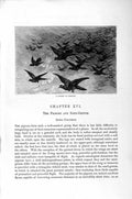 Old Antique Print Natural History 1895 Pigeons Birds Humerus Pigeon Fowl 19th