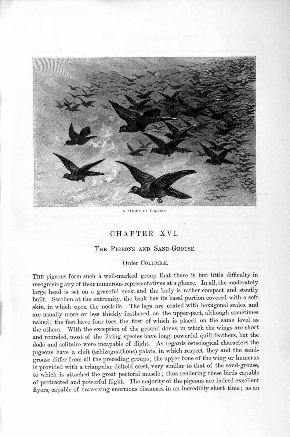 Old Antique Print Natural History 1895 Pigeons Birds Humerus Pigeon Fowl 19th