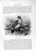 Original Old Antique Print Natural History 1895 Abyssinian Walia Pigeon Birds