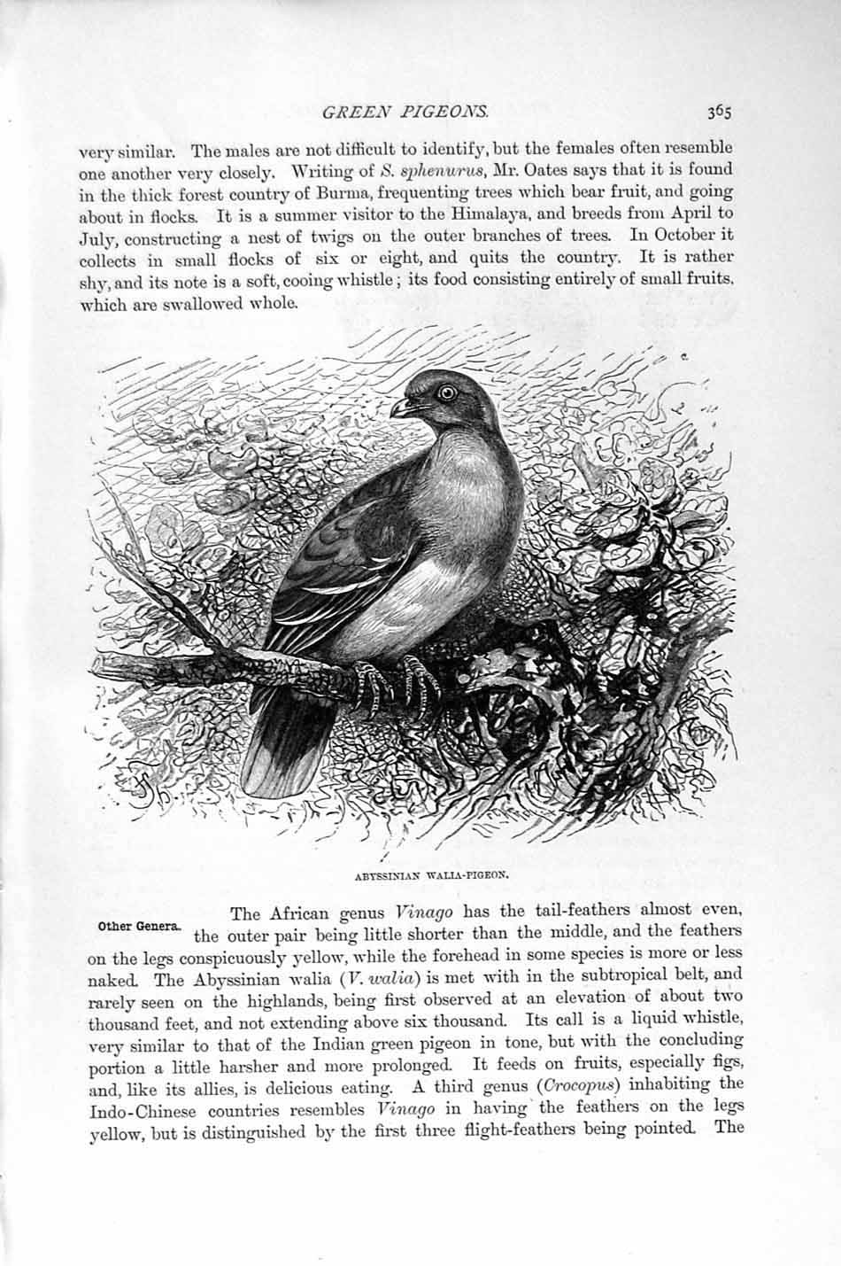 Original Old Antique Print Natural History 1895 Abyssinian Walia Pigeon Birds