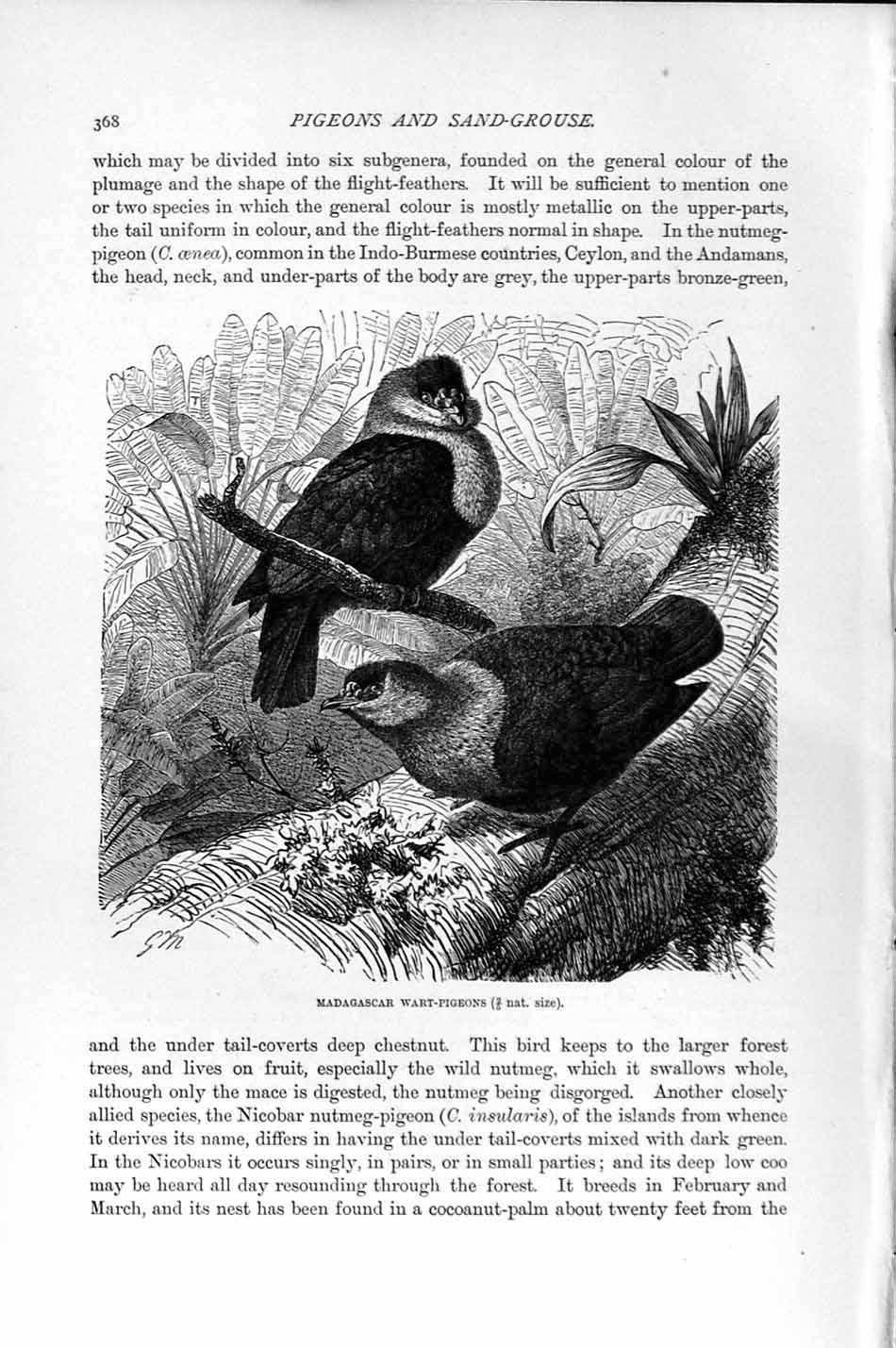 Original Old Antique Print Natural History 1895 Madagascar Wart Pigeons Birds