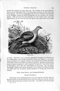 Original Old Antique Print Natural History 1895 Nutmeg Pigeon Birds Rock-Dove