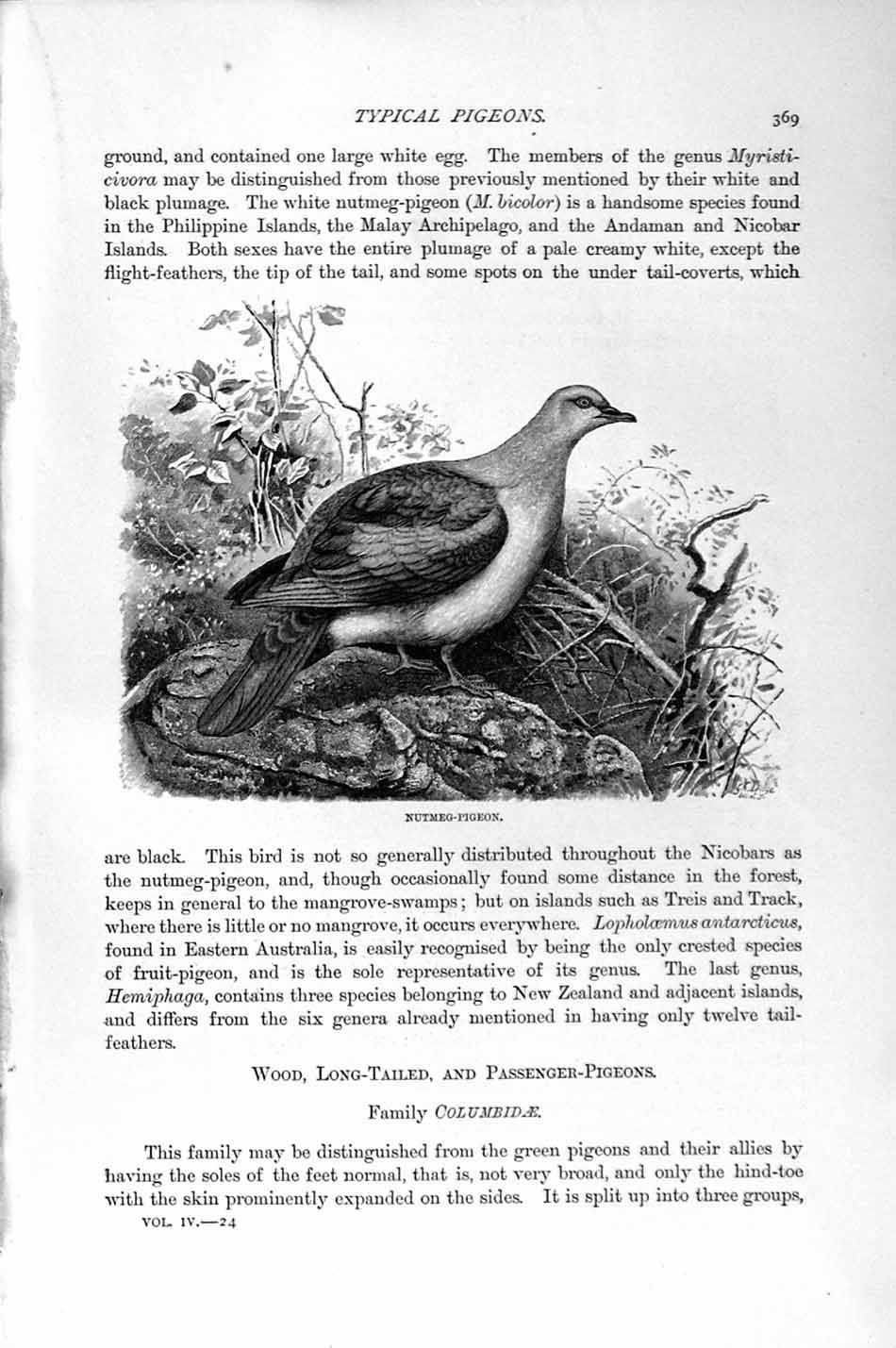 Original Old Antique Print Natural History 1895 Nutmeg Pigeon Birds Rock-Dove