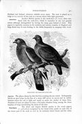Original Old Antique Print Natural History 1895 Wood Pigeon Stock Dove Birds
