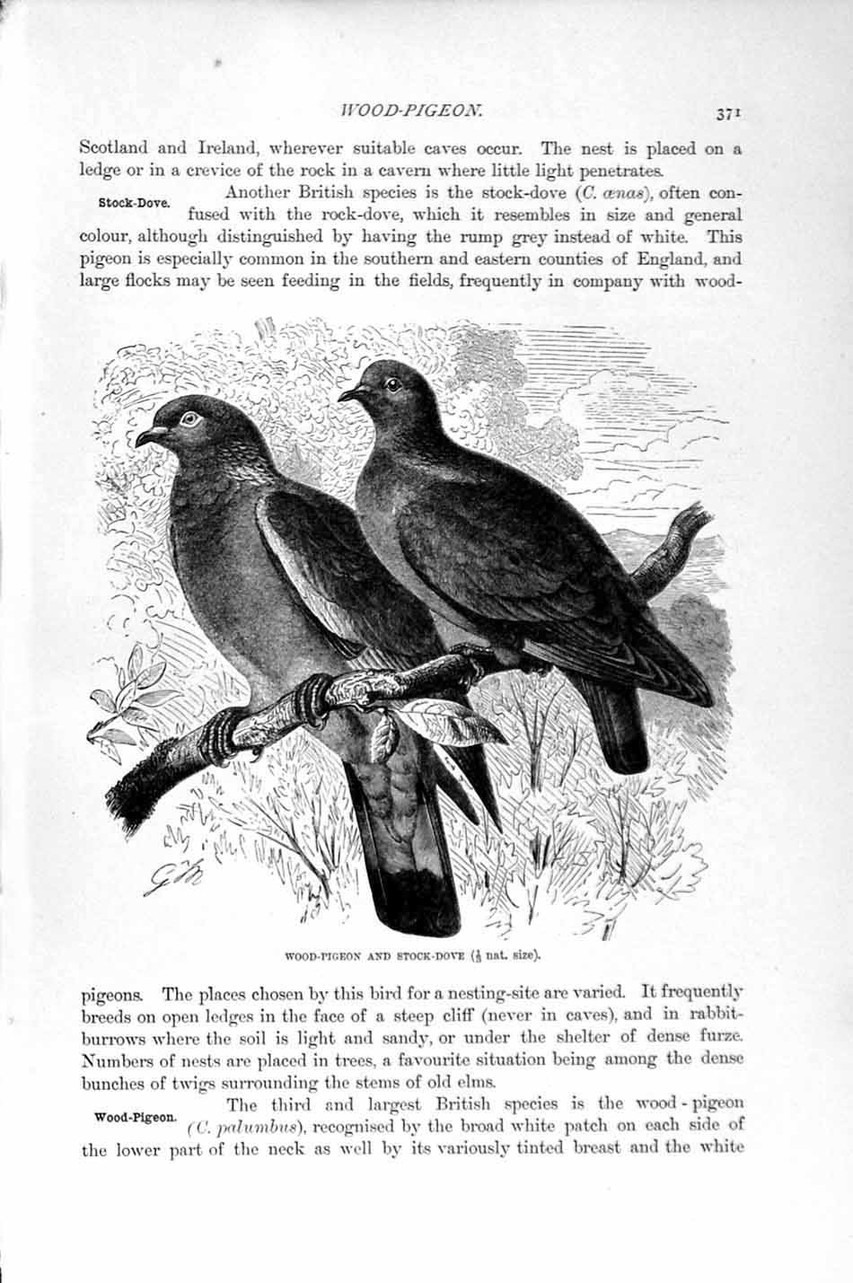 Original Old Antique Print Natural History 1895 Wood Pigeon Stock Dove Birds