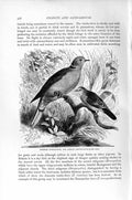 Old Antique Print Natural History 1895 Turtle Dove African Ground Birds 19th
