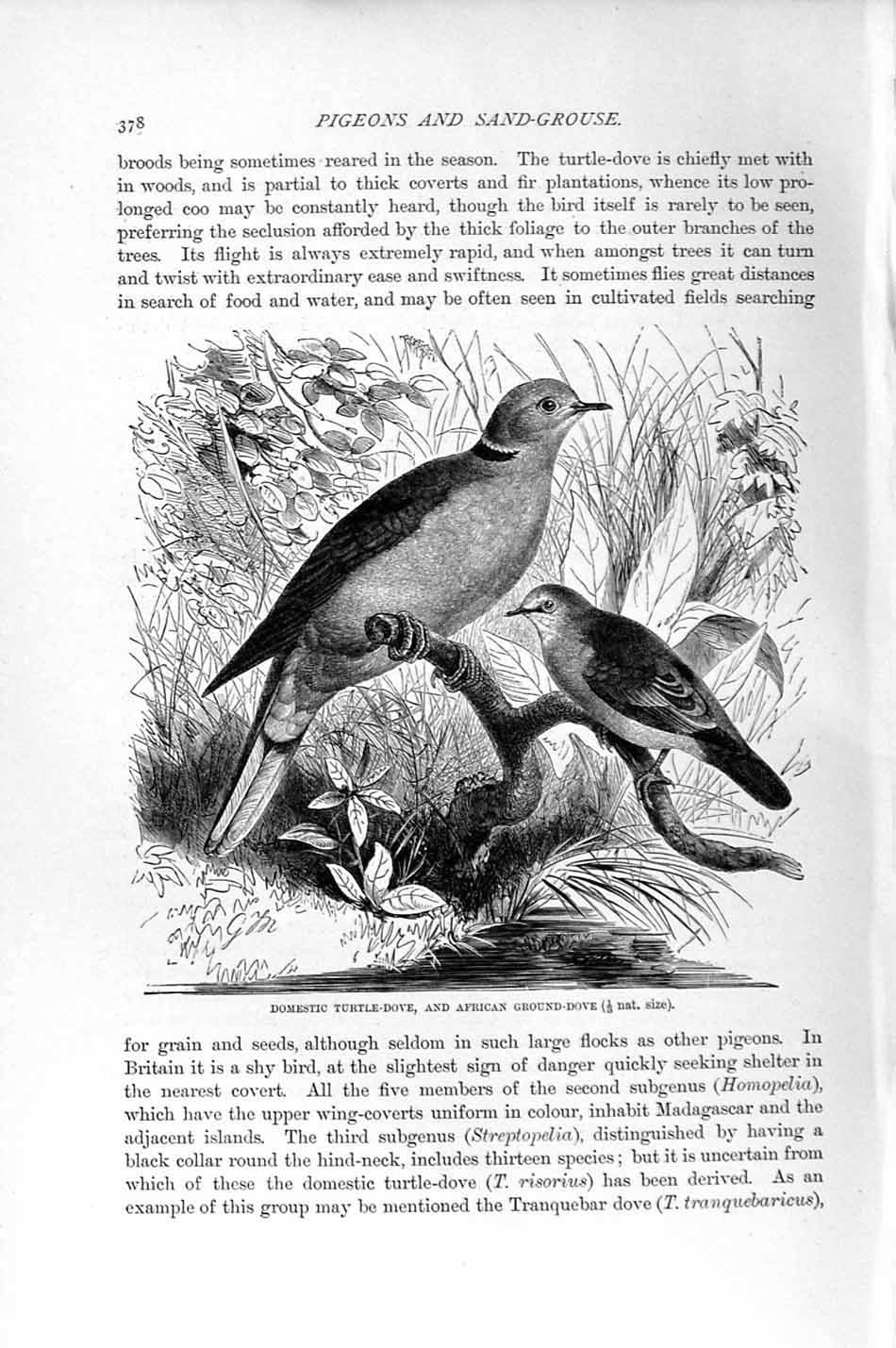 Old Antique Print Natural History 1895 Turtle Dove African Ground Birds 19th
