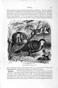 Old Antique Print Natural History 1895 Blood-Breasted Doves Birds Cuban 19th