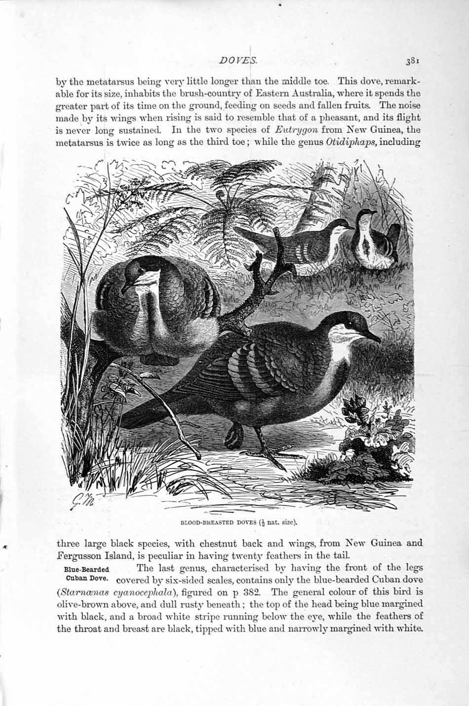 Old Antique Print Natural History 1895 Blood-Breasted Doves Birds Cuban 19th