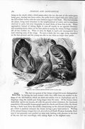 Old Antique Print Natural History 1895 Crested Bronze Winged Doves Birds 19th